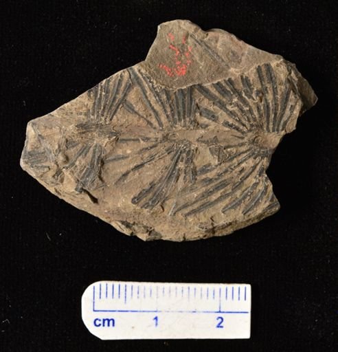 Annularia sp.