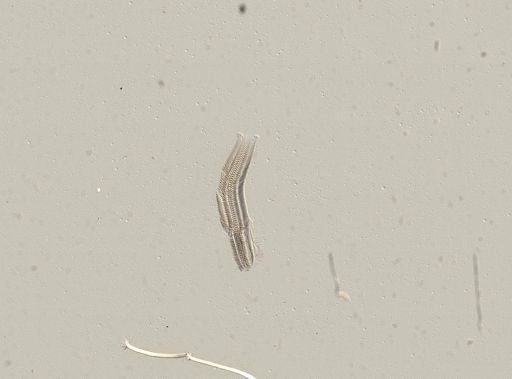 Somatogyrus currierianus
