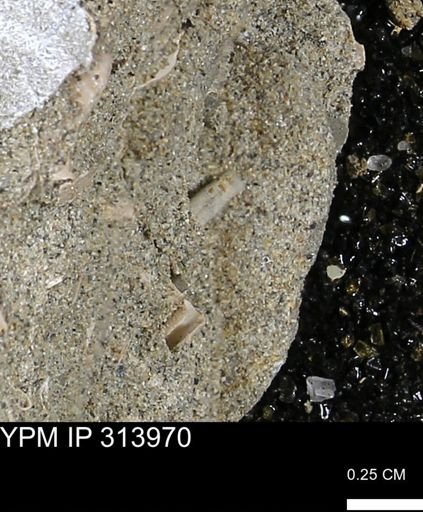 undet. Scaphopoda