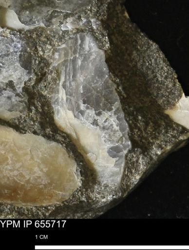 undet. Mollusca