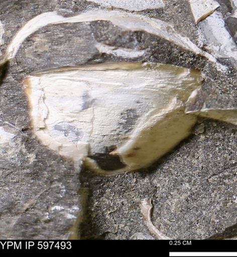 Limopsis striatopunctatus