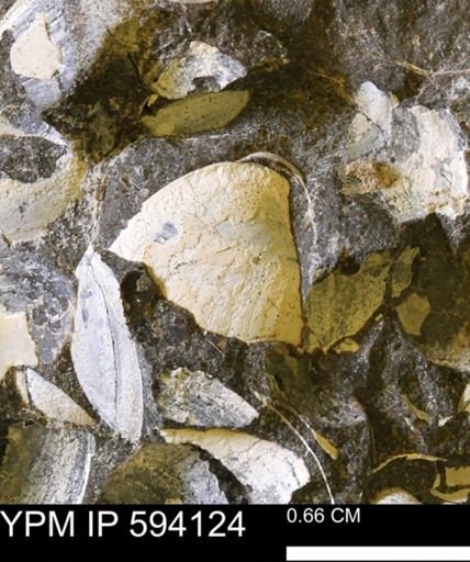 Limopsis? striatopunctatus