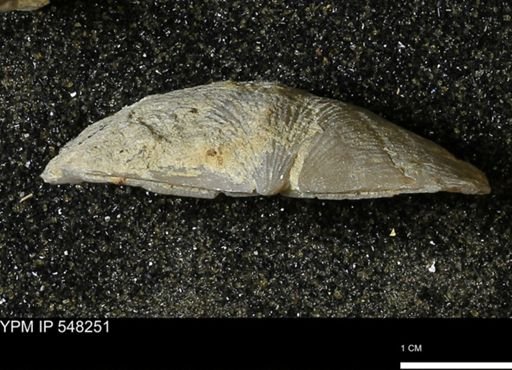 Stropheodonta callawayensis