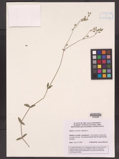 Cerastium vulgatum