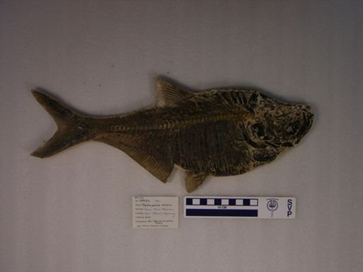 Diplomystus sp.