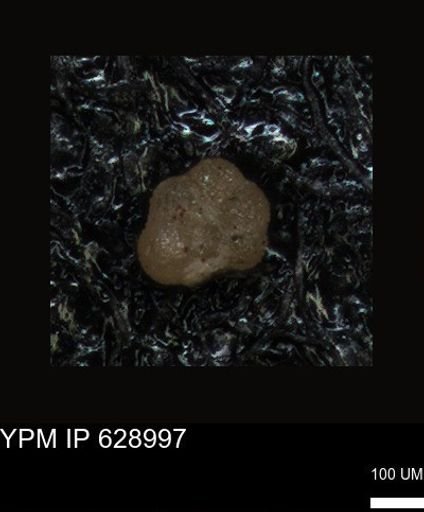undet. Foraminiferida