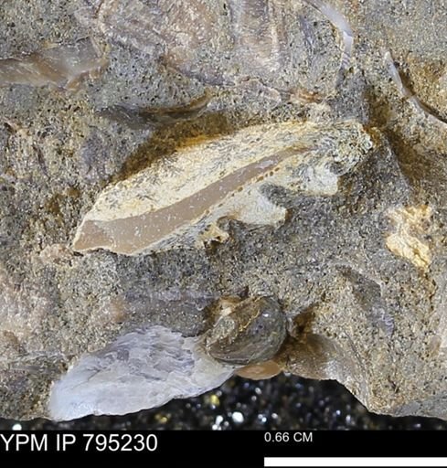 undet. Bivalvia