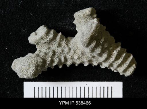 Parvohallopora rugosa