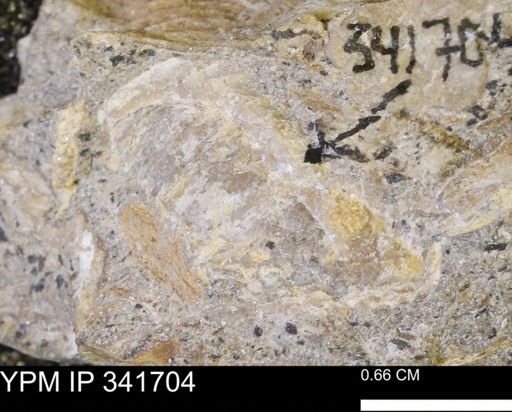 Scaphites sp.