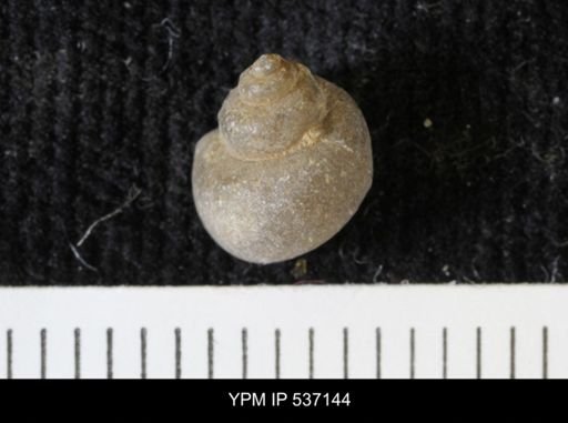 Viviparus montanaensis