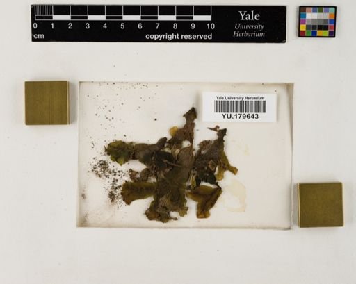 Plantae
