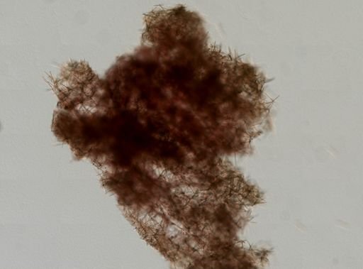 Haliclonidae