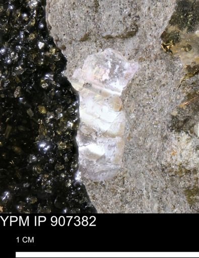 undet. Scaphitidae