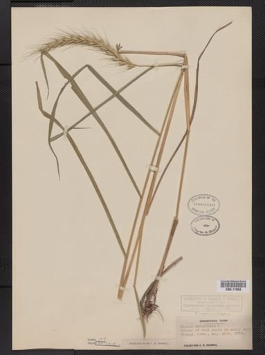 Elymus riparius
