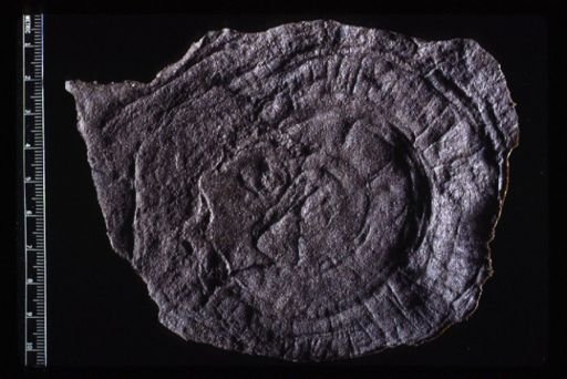 Ediacaria flindersi