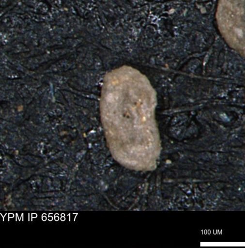 Miliammina inflata
