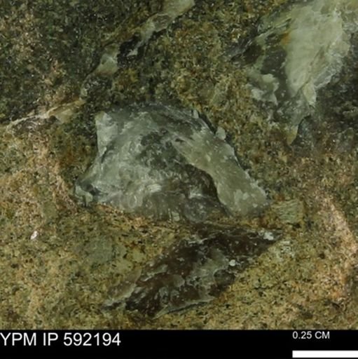 Ostrea translucida?