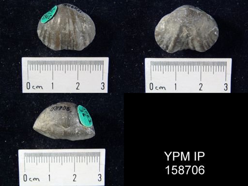 Parastrophia reversa