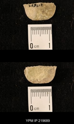 Chonetes granulifer