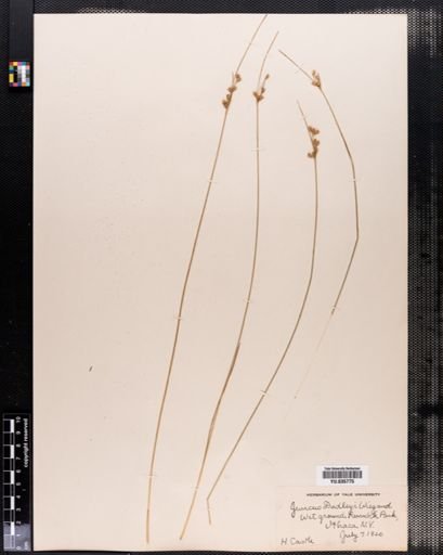 Juncus dudleyi