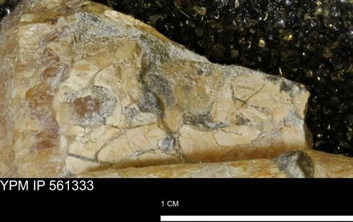 Baculites sp.