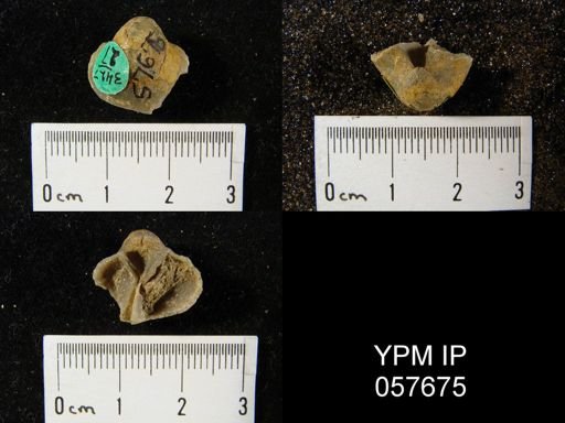 Gypidula multicostata