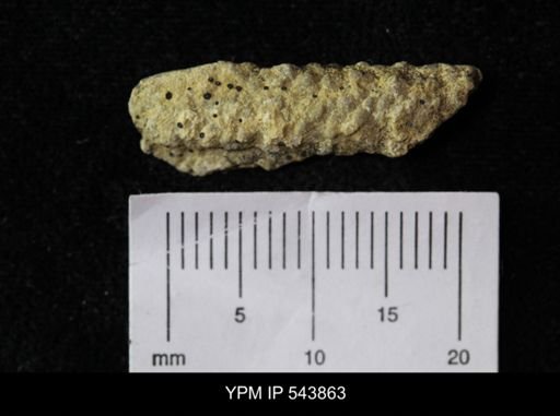 undet. Ichnofossil