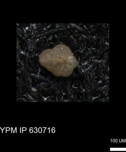 undet. Rugoglobigerinidae