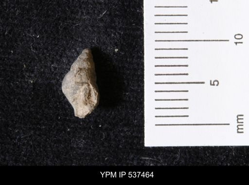 Goniobasis ortmanni
