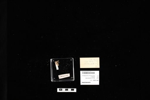 Leptodactylidae