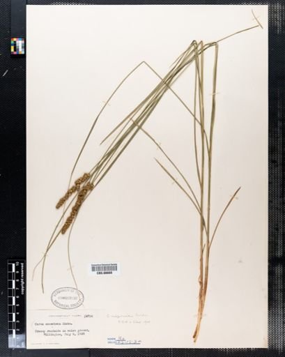 Carex