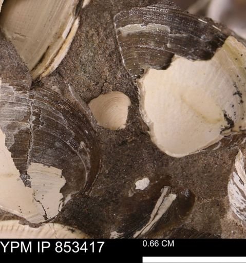 Protocardia?