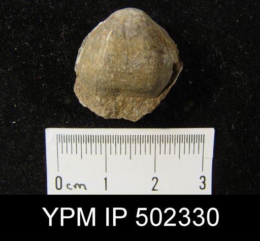 Schizophoria sp.