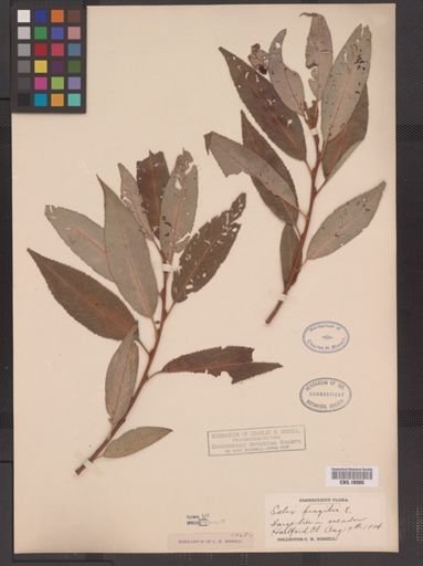 Salix fragilis