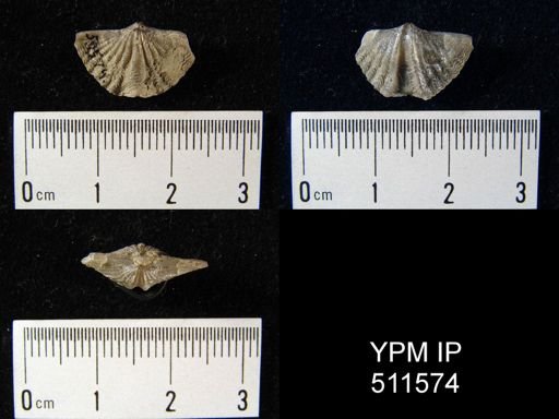 undet. Delthyridoidea