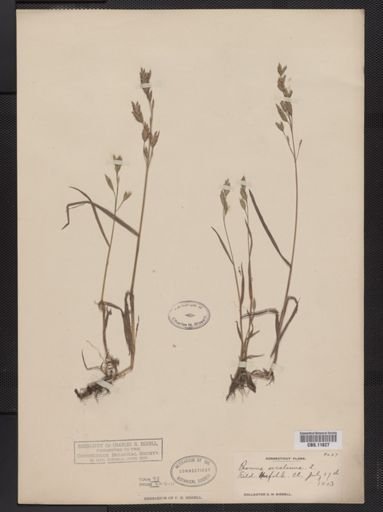 Bromus secalinus
