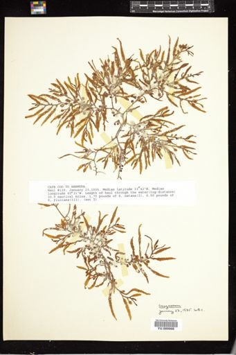 Sargassum