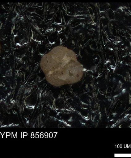 undet. Globigerinina
