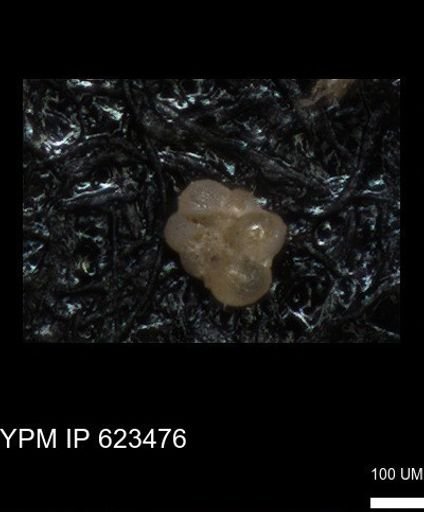 undet. Foraminiferida