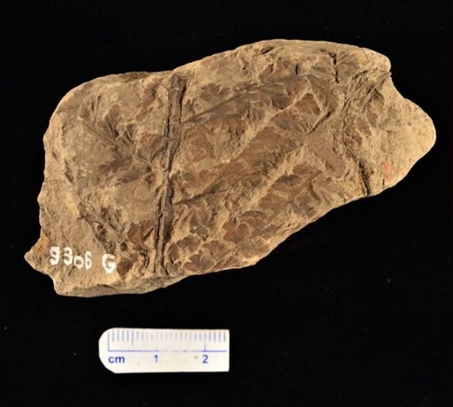 Sphenopteris orientalis