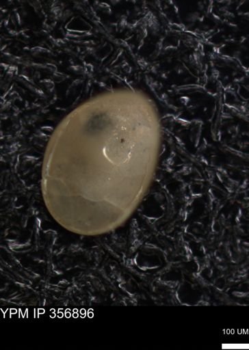 undet. Foraminiferida