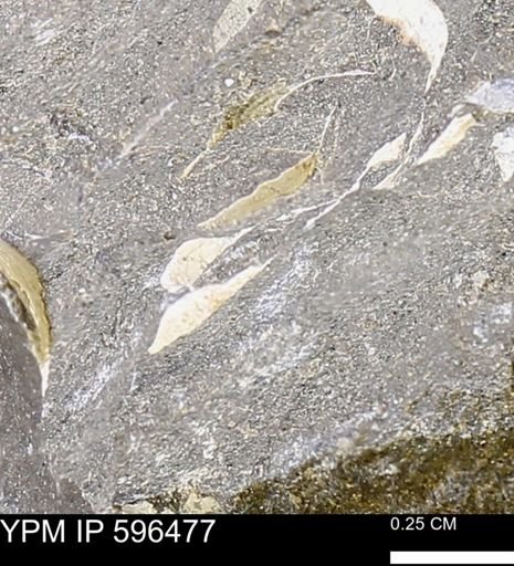 undet. Bivalvia