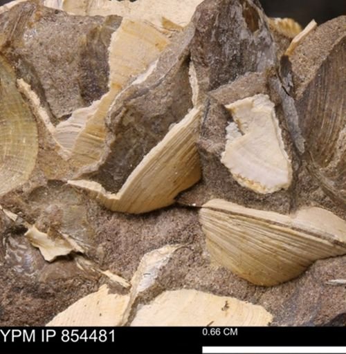 Limopsis striatopunctatus