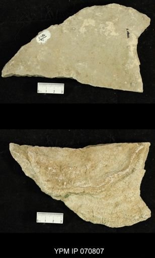 Favosites louisvillensis?
