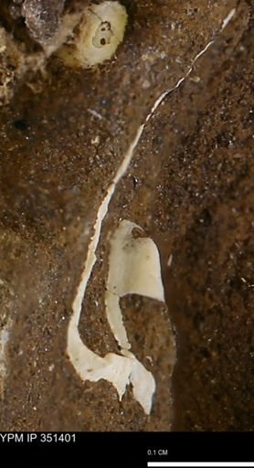 Limopsis sp.