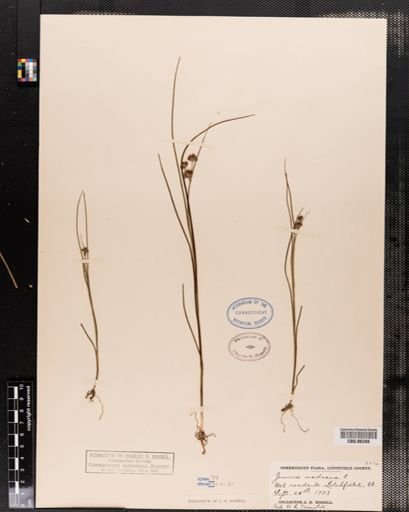 Juncus nodosus