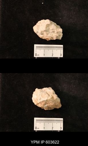 undet. Brachiopoda