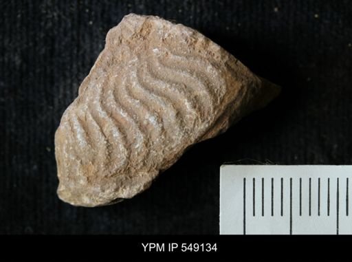 undet. Ammonoidea