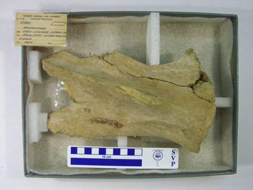 Palaeomastodon sp.
