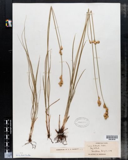 Carex bicknellii